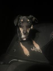 Found/Stray Female Dog last seen Silver Eagle road, Hayes Ave, Nuevo Park, Sacramento, CA 95838