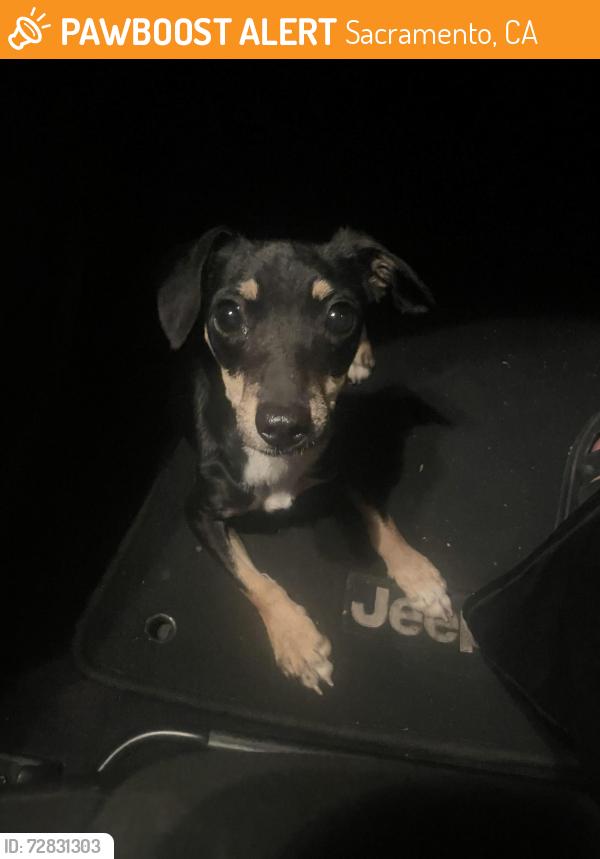 Found/Stray Female Dog last seen Silver Eagle road, Hayes Ave, Nuevo Park, Sacramento, CA 95838