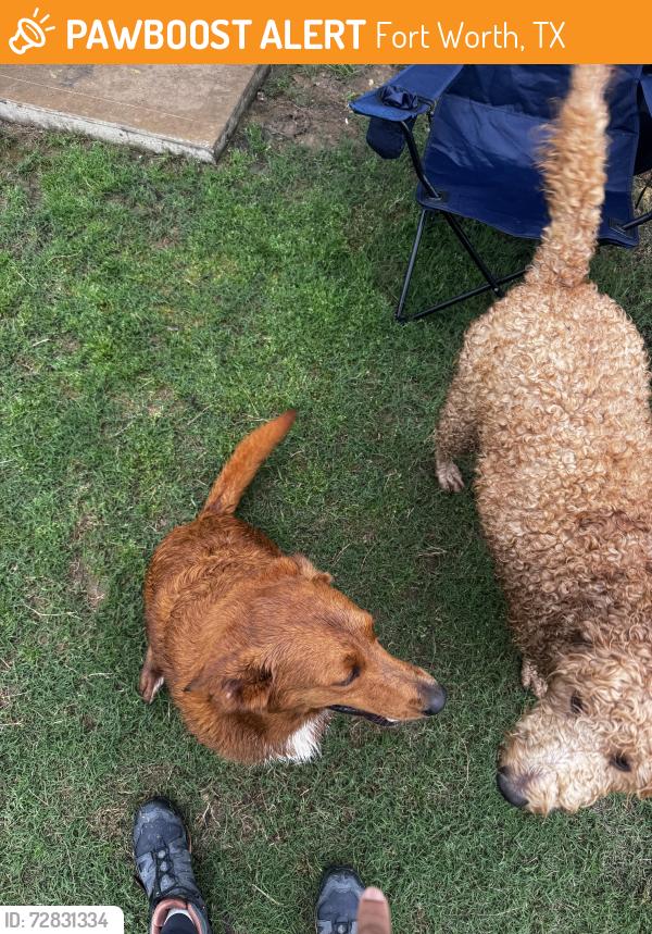 Found/Stray Male Dog last seen Teton Vista & Niagara Dr, Fort Worth, TX 76140