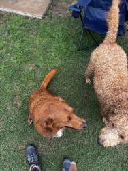 Found/Stray Male Dog last seen Teton Vista & Niagara Dr, Fort Worth, TX 76140