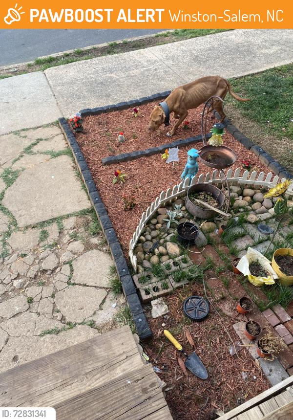 Found/Stray Male Dog last seen Winston salem, Winston-Salem, NC 27108