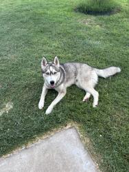 Found/Stray Male Dog last seen Ray white and park vista blvd, Fort Worth, TX 76244