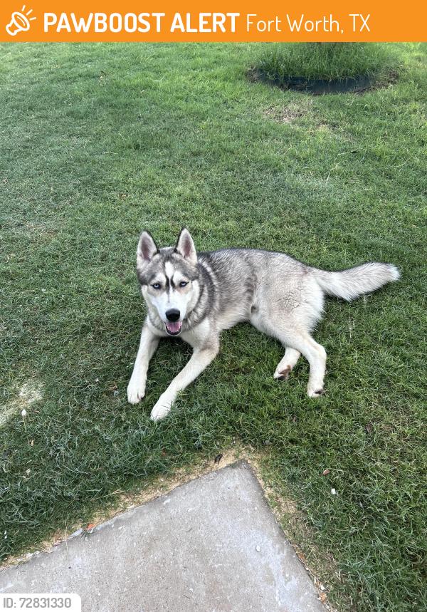 Found/Stray Male Dog last seen Ray white and park vista blvd, Fort Worth, TX 76244