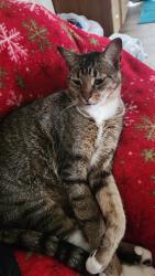 Lost Male Cat last seen Spotted wolf trail, Austin, TX 78734
