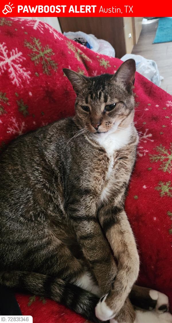 Lost Male Cat last seen Spotted wolf trail, Austin, TX 78734