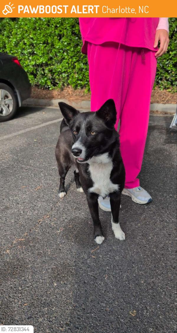 Found/Stray Female Dog last seen W WT Harris & Mallard Creek , Charlotte, NC 28269