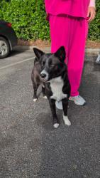 Found/Stray Female Dog last seen W WT Harris & Mallard Creek , Charlotte, NC 28269