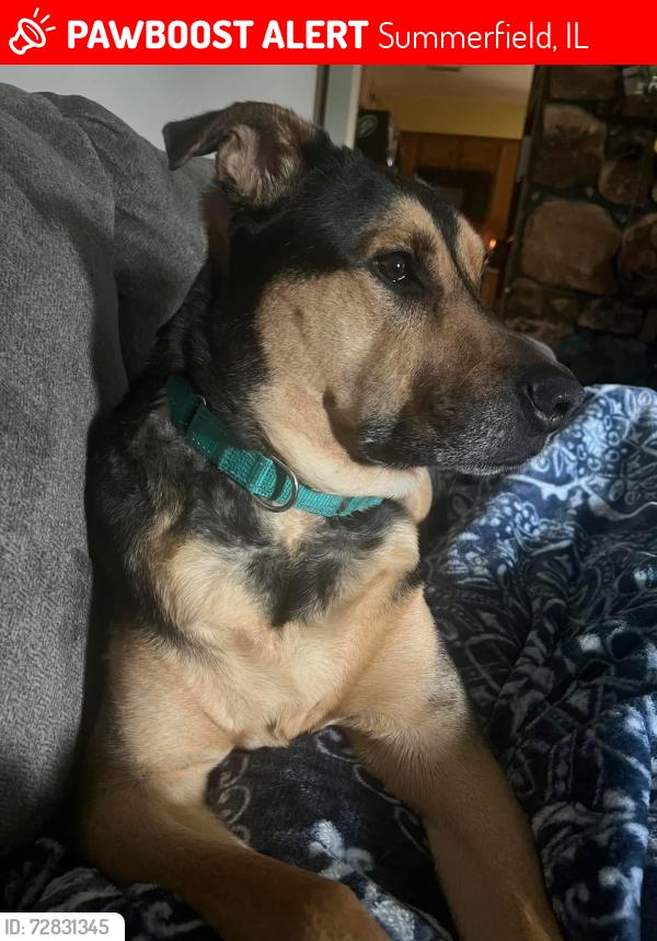 Lost Male Dog last seen Mitc and looking glass by the Summerfield park, Summerfield, IL 62289