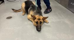 Shelter Stray Female Dog last seen HOSKING/UNION, BAKERSFIELD, CA, Bakersfield, CA 93307