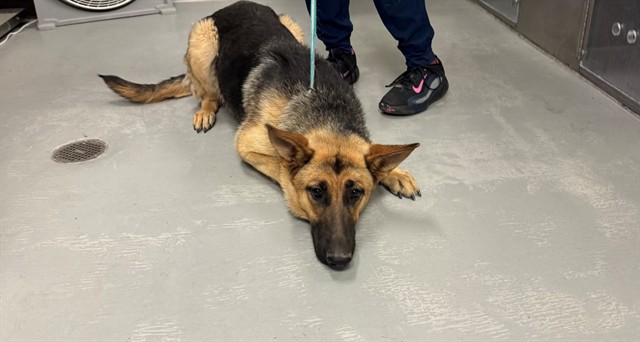 Shelter Stray Female Dog last seen HOSKING/UNION, BAKERSFIELD, CA, Bakersfield, CA 93307