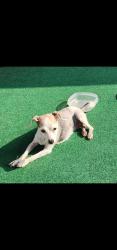 Reunited Female Dog last seen On Mossy Creek Lane between Chaco Hill Lane and Kimble Ledge, Fort Bend County, TX 77407