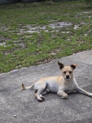 Found/Stray Male Dog last seen Ne hwy351, Old Town, FL 32680