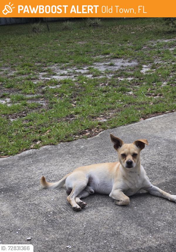 Found/Stray Male Dog last seen Ne hwy351, Old Town, FL 32680