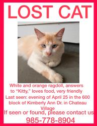 Lost Male Cat last seen Kimberly Ann Drive, Mandeville, LA 70471