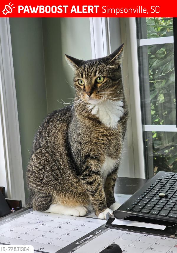 Lost Female Cat last seen Woodruff Rd and Jonesville Rd, Simpsonville, SC 29681