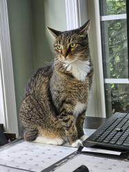 Lost Female Cat last seen Woodruff Rd and Jonesville Rd, Simpsonville, SC 29681