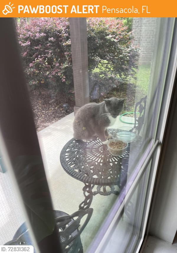 Found/Stray Unknown Cat last seen 9 Mile and Chemstrand Rd Bellawood, Pensacola, FL 32514