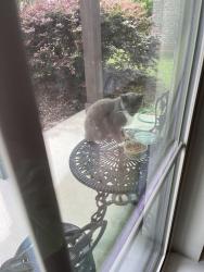 Found/Stray Unknown Cat last seen 9 Mile and Chemstrand Rd Bellawood, Pensacola, FL 32514