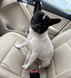Lost Male Dog last seen Zarzamora and Perez st, San Antonio, TX 78207