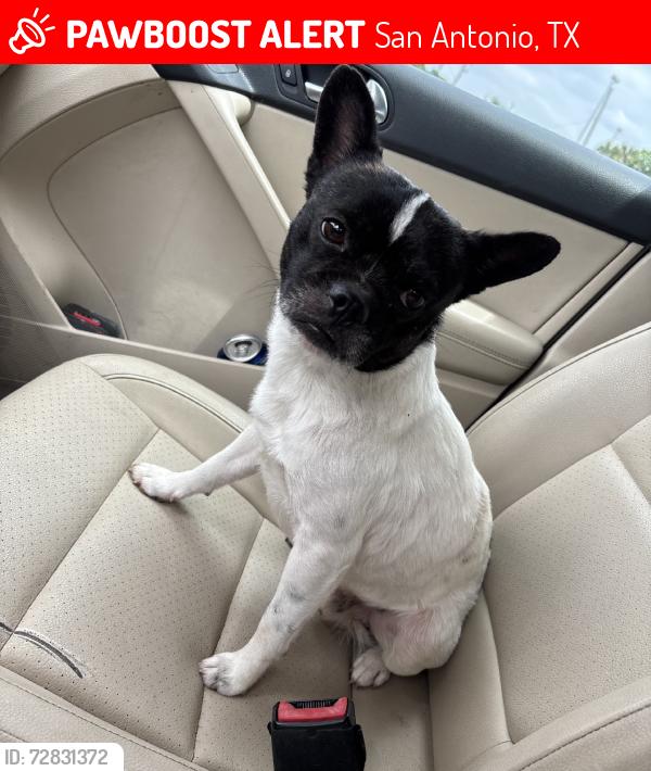 Lost Male Dog last seen Zarzamora and Perez st, San Antonio, TX 78207