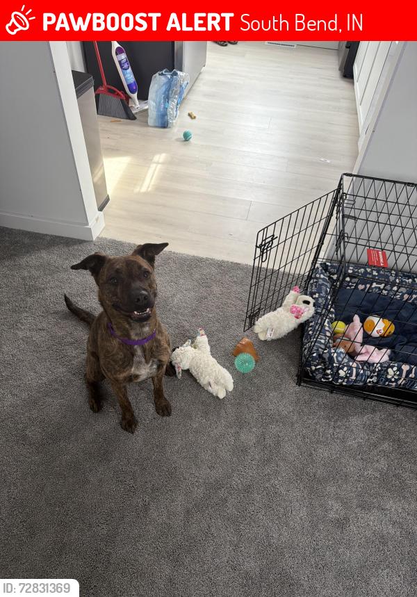 Lost Female Dog last seen ironwood , South Bend, IN 46601