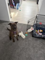 Lost Female Dog last seen ironwood , South Bend, IN 46601