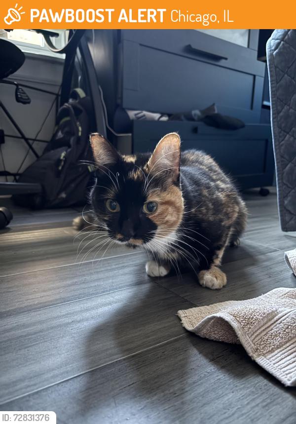 Found/Stray Female Cat last seen Avondale and Hurlbut, Chicago, IL 60631