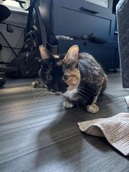 Found/Stray Female Cat last seen Avondale and Hurlbut, Chicago, IL 60631