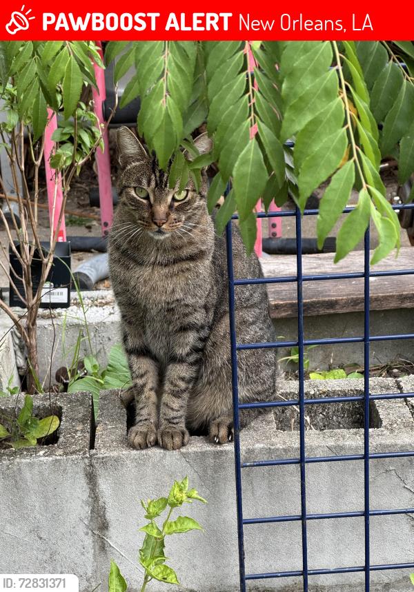 Lost Male Cat last seen Zimpel and Leonidas near Oak Street, New Orleans, LA 70118