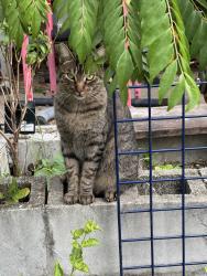Lost Male Cat last seen Zimpel and Leonidas near Oak Street, New Orleans, LA 70118