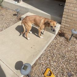 Found/Stray Female Dog last seen 31st street & Ave Q, Lubbock, TX, Lubbock, TX 79411