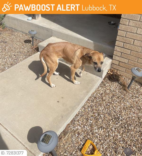 Found/Stray Female Dog last seen 31st street & Ave Q, Lubbock, TX, Lubbock, TX 79411
