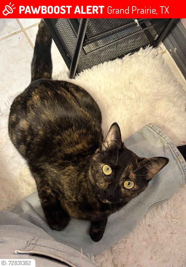 Lost Female Cat last seen Regan middle school , Grand Prairie, TX 75052