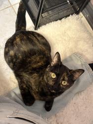 Lost Female Cat last seen Regan middle school , Grand Prairie, TX 75052