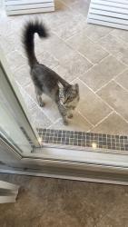 Found/Stray Unknown Cat last seen Near s Ocean Blvd , Lauderdale-by-the-Sea, FL 33308