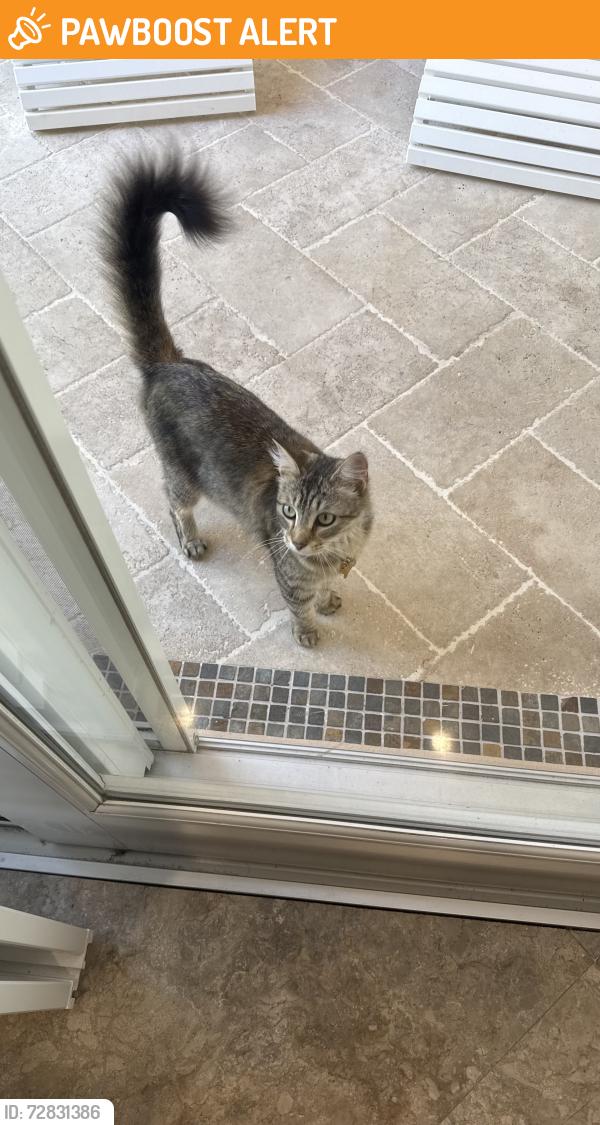 Found/Stray Unknown Cat last seen Near s Ocean Blvd , Lauderdale-by-the-Sea, FL 33308