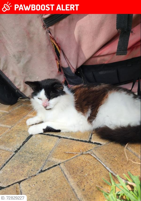 Lost Female Cat last seen Ocean Ave Market, Melbourne Beach, FL 32951