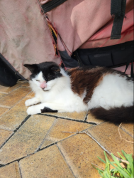 Lost Female Cat last seen Ocean Ave Market, Melbourne Beach, FL 32951