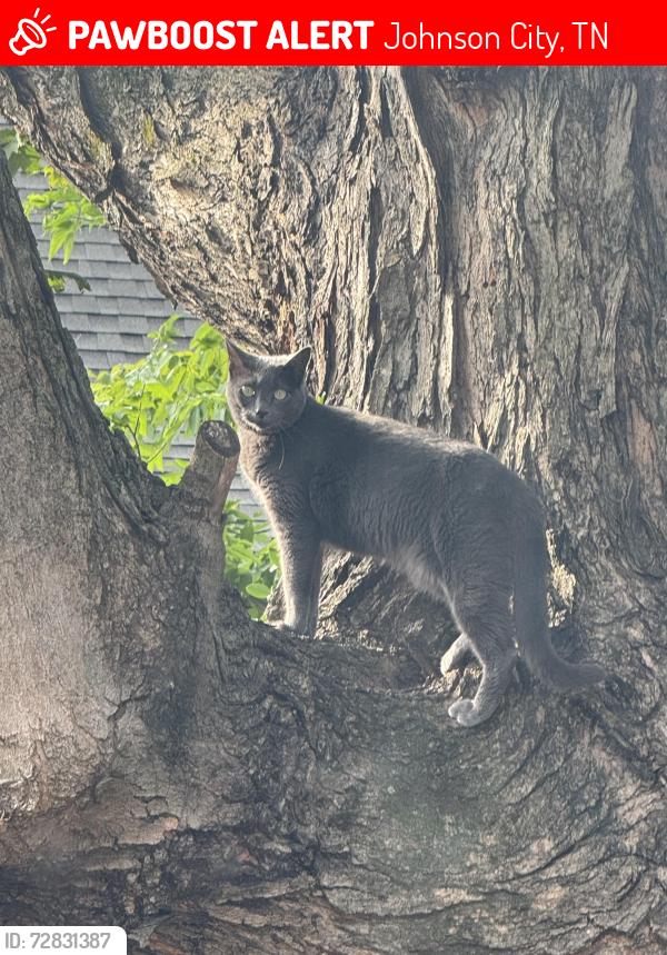 Lost Female Cat last seen Hillcrest & market, Johnson City, TN 37604