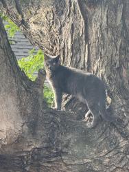 Lost Female Cat last seen Hillcrest & market, Johnson City, TN 37604
