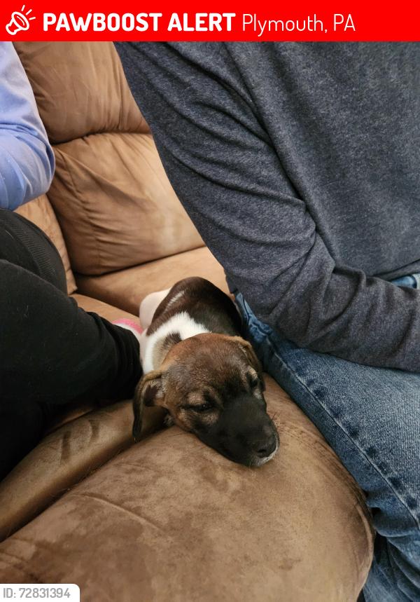 Lost Female Dog last seen Franklin and Ackley St, Plymouth, PA 18651