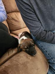 Lost Female Dog last seen Franklin and Ackley St, Plymouth, PA 18651