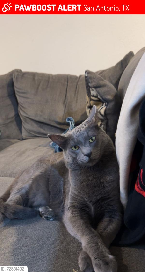 Lost Female Cat last seen Near Stowers blvd & wurzbach rd, San Antonio, TX 78238