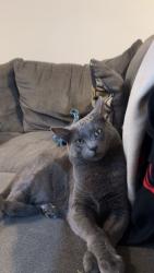 Lost Female Cat last seen Near Stowers blvd & wurzbach rd, San Antonio, TX 78238