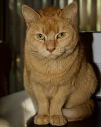 Reunited Female Cat last seen Tahoe Trl & Westgate Blvd, Austin, TX 78745
