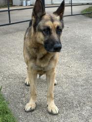 Found/Stray Male Dog last seen Northwest Highway and Jupiter , Dallas, TX 75238