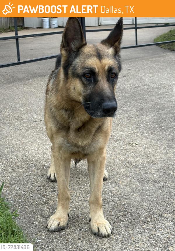Found/Stray Male Dog last seen Northwest Highway and Jupiter , Dallas, TX 75238