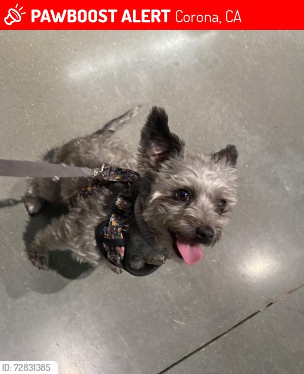 Lost Female Dog last seen S belle ave and W 3rd st, Corona, CA 92882