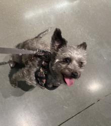 Lost Female Dog last seen S belle ave and W 3rd st, Corona, CA 92882