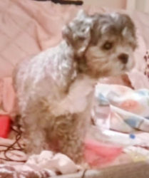 Lost Female Dog last seen Atlantic and Artesia by valero, Long Beach, CA 90805